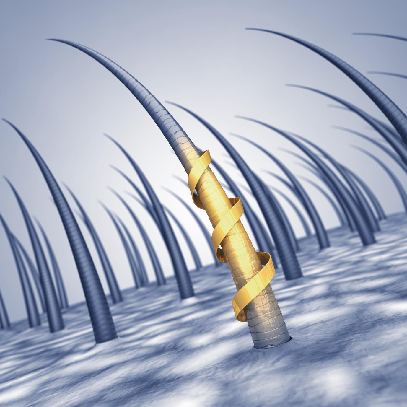 From root to tip: understanding the intricate structure of hair