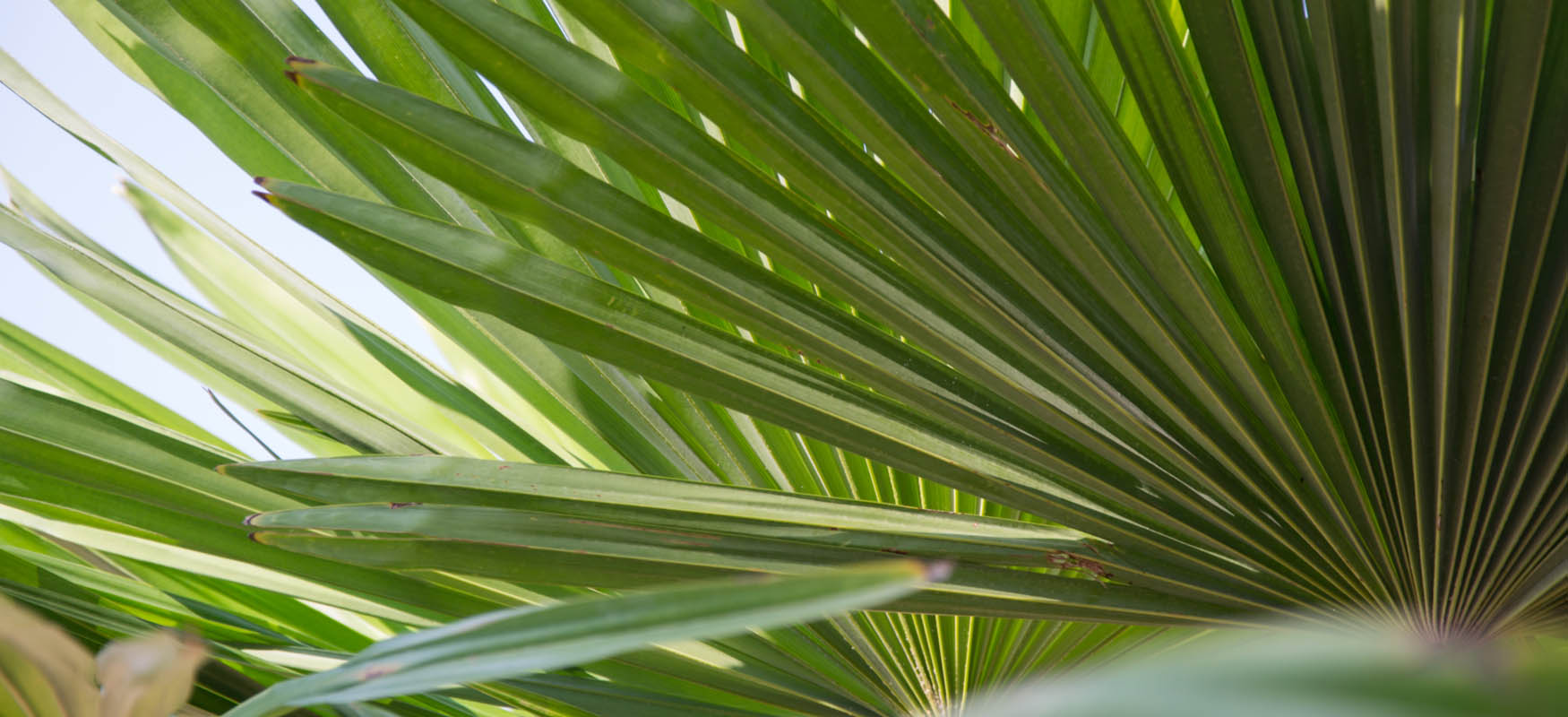 Palma sabałowa na włosy – właściwości, efekty i opinie