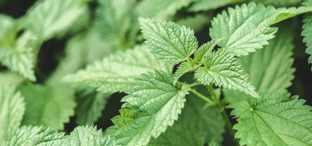 pokrzywa na wlosy pokrzywa na wlosy