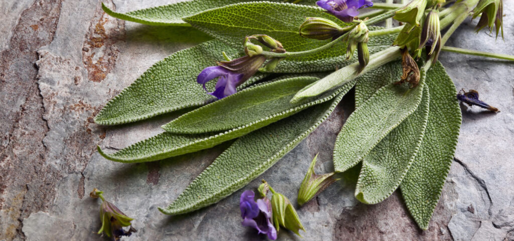 szalwia na wlosy szalwia na wlosy