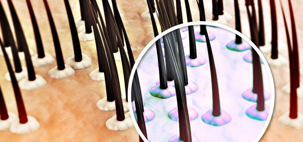 lupiez tlusty w powiekszeniu